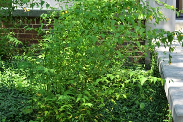 Kerria japonica - Summer Habit