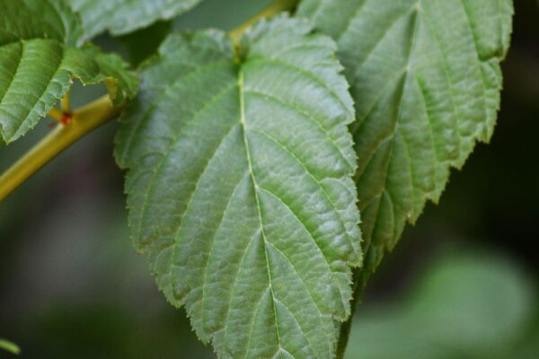Kerria japonica ′Golden Guinea′ - Leaves