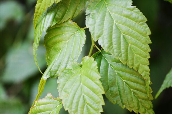 Kerria japonica ′Golden Guinea′ - Foliage