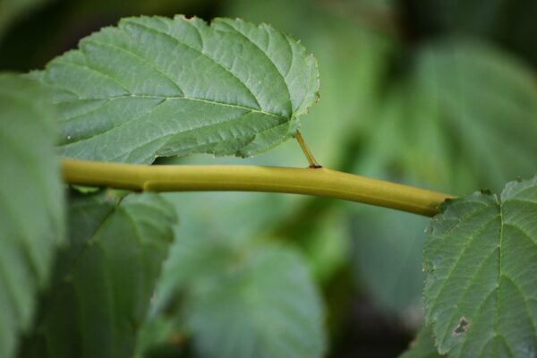 Kerria japonica ′Golden Guinea′ - Young Stem