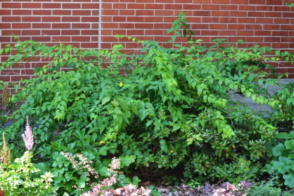 Kerria japonica ′Golden Guinea′ - Summer Habit
