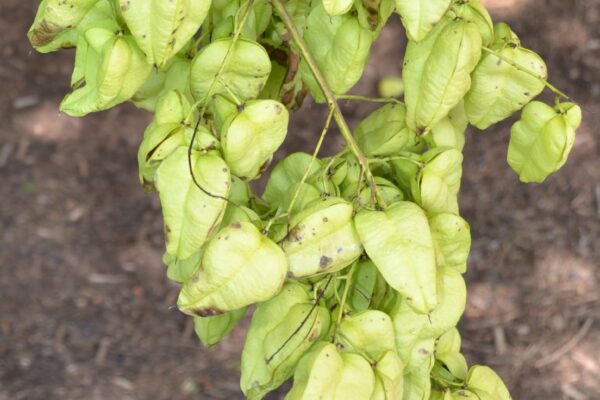 Koelreuteria paniculata - Fruit