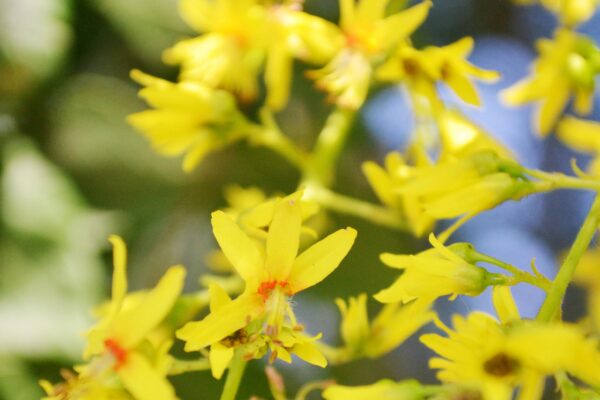 Koelreuteria paniculata - Flowers