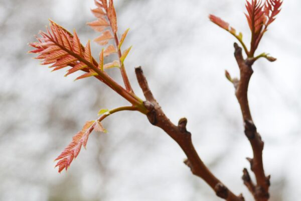 Koelreuteria paniculata - Emerging Foliage