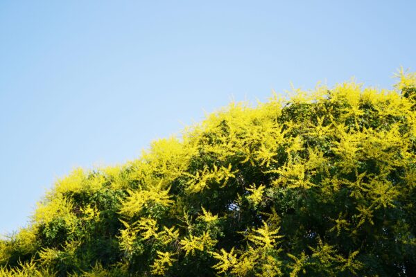 Koelreuteria paniculata - Flowering Habit