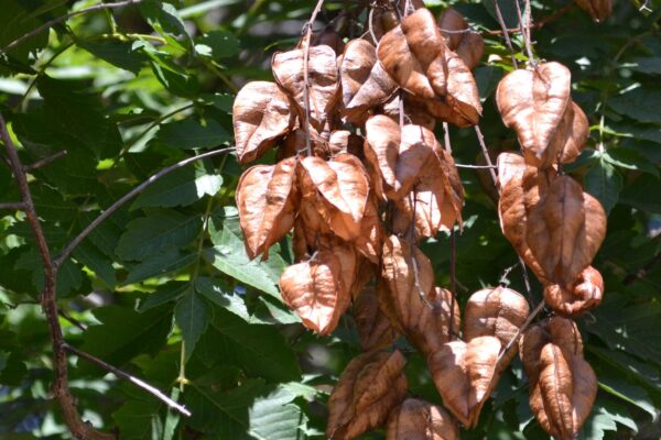 Koelreuteria paniculata - Foliage & Dried Fruit