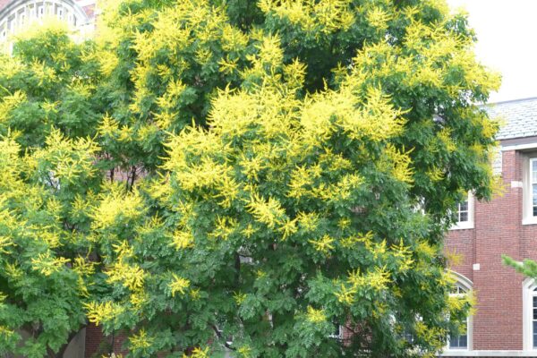 Koelreuteria paniculata - Flowering Habit