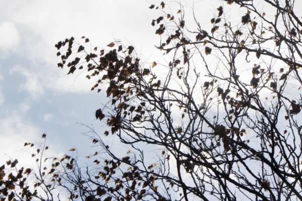 Koelreuteria paniculata - Winter Interest - Dried Seed Pods