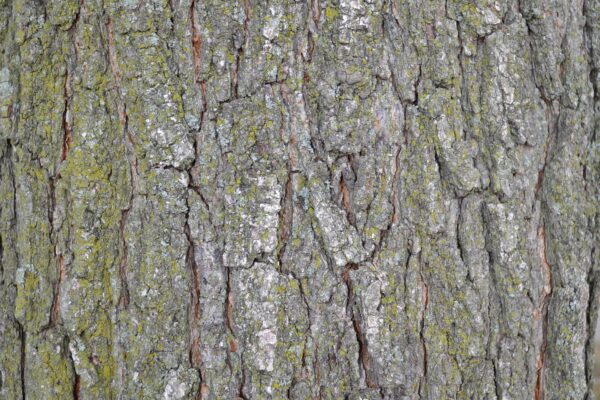 Koelreuteria paniculata - Bark