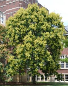 Koelreuteria paniculata - Overall Tree in Summer