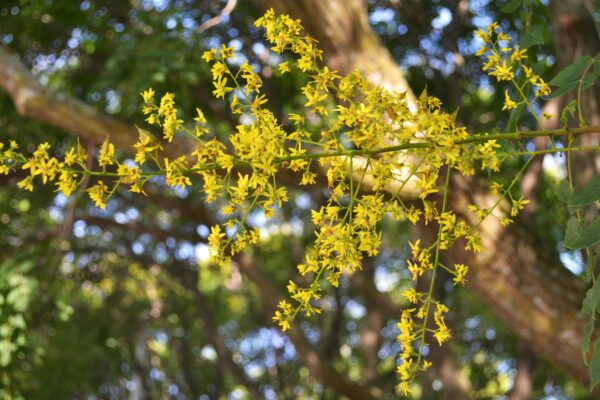 Koelreuteria paniculata - Flower