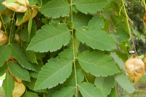 Koelreuteria paniculata - Leaf