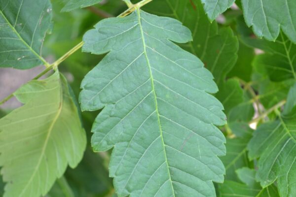 Koelreuteria paniculata - Leaflet