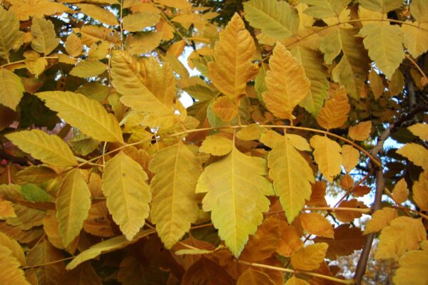 Koelreuteria paniculata - Fall Foliage