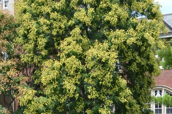 Koelreuteria paniculata - Overall Tree in Summer