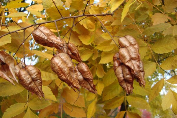 Koelreuteria paniculata - Mature Fruit