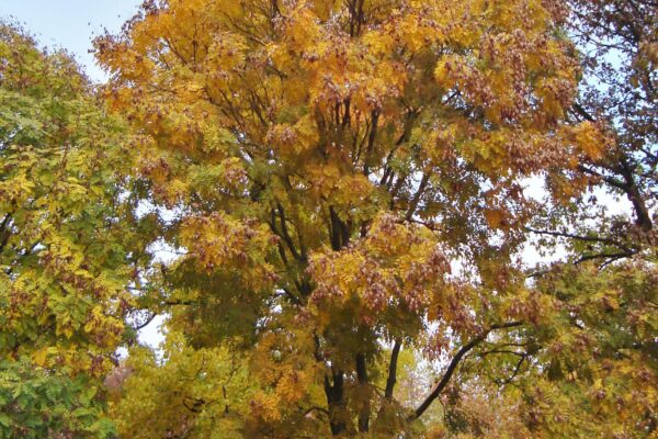 Koelreuteria paniculata - Fall Habit