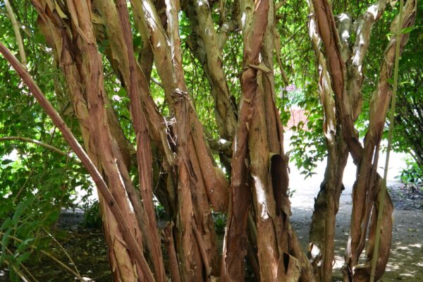 Kolkwitzia amabilis - Bark