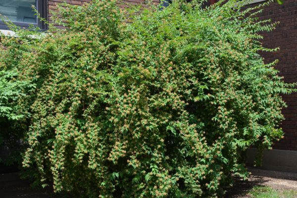 Kolkwitzia amabilis - Habit
