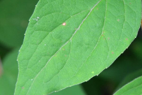 Kolkwitzia amabilis - Leaf