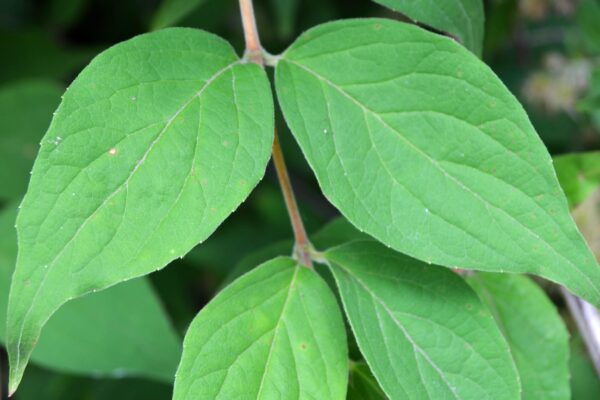 Kolkwitzia amabilis - Foliage