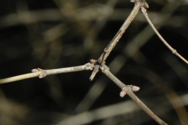 Kolkwitzia amabilis - Buds