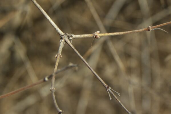 Kolkwitzia amabilis - Buds