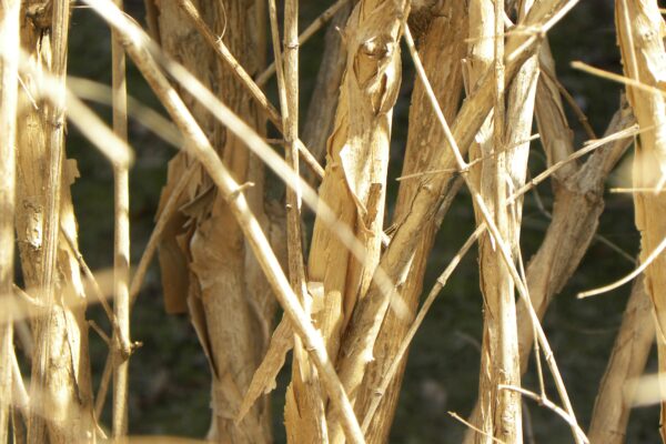 Kolkwitzia amabilis - Bark