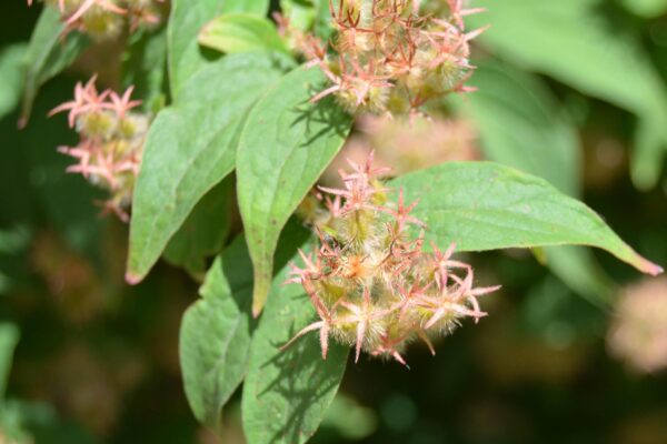 Kolkwitzia amabilis - Fruit and Foliage