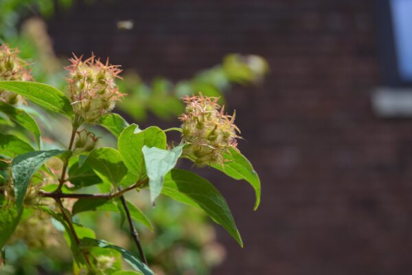 Kolkwitzia amabilis - Foliage and Fruit