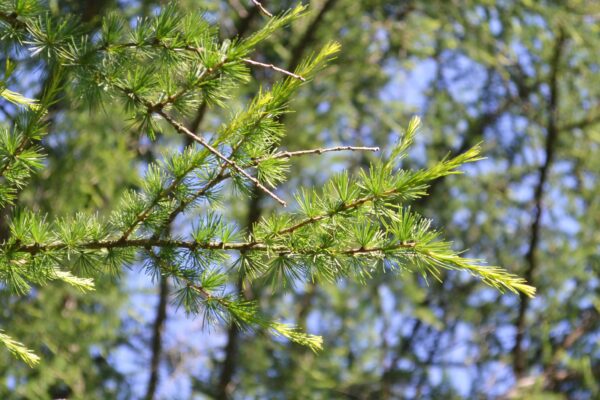 Larix decidua - Needles