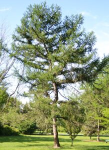 Larix decidua - Overall Habit