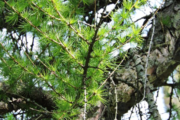 Larix decidua - Foliage