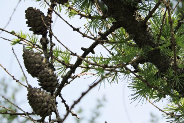 Larix decidua - Cones and Needles