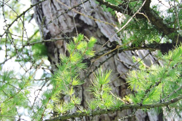 Larix decidua - Needles and Bark