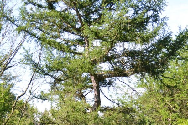 Larix decidua - Overall Habit