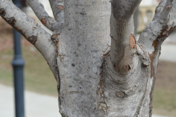 Acer rubrum ′Bowhall′ - Bark