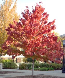 Acer rubrum ′Bowhall′ - Overall Fall Tree