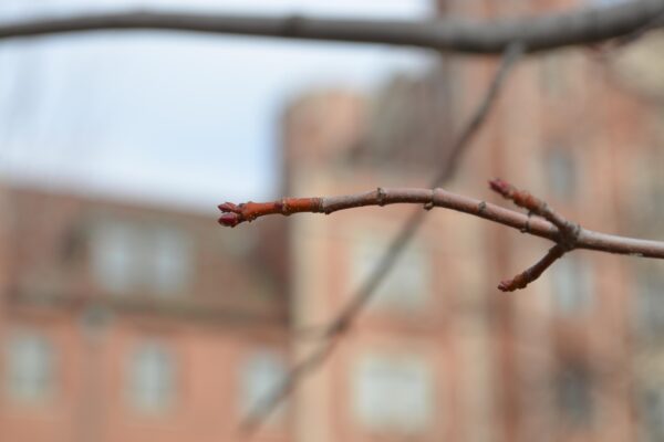 Acer rubrum ′Bowhall′ - Buds