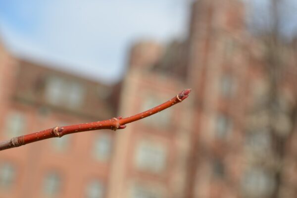 Acer rubrum ′Bowhall′ - Buds
