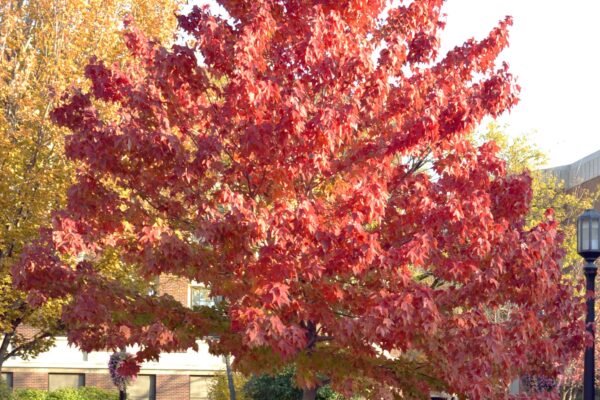 Acer rubrum ′Bowhall′ - Overall Fall Tree