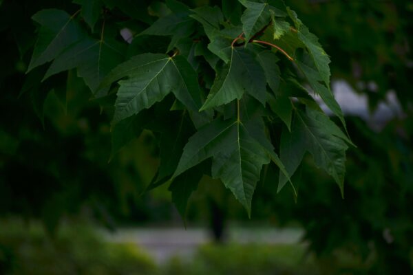 Acer rubrum ′Bowhall′ - Foliage