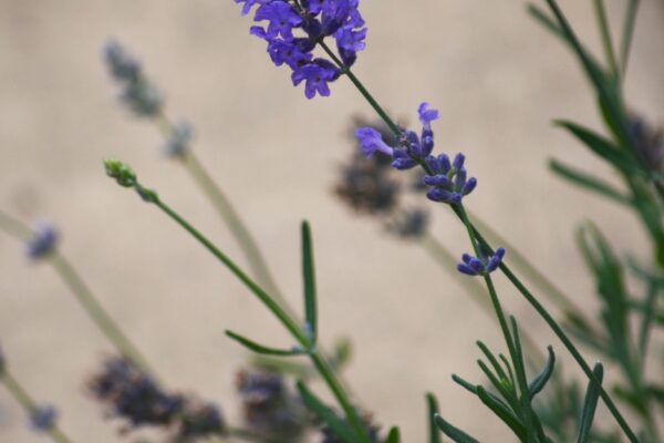 Lavandula angustifolia ′Munstead′ - Flowers and Buds