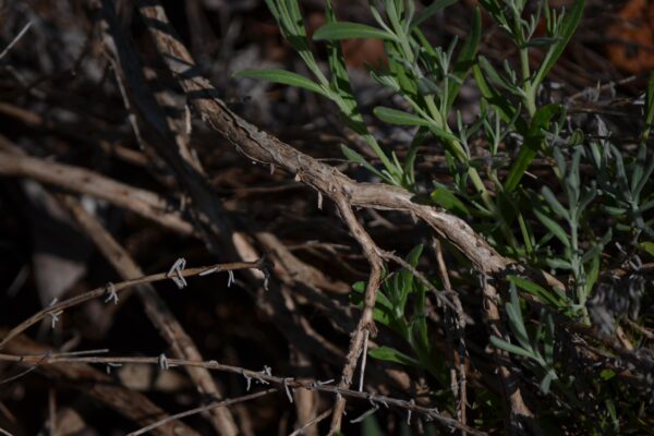 Lavandula angustifolia ′Munstead′ - Bark