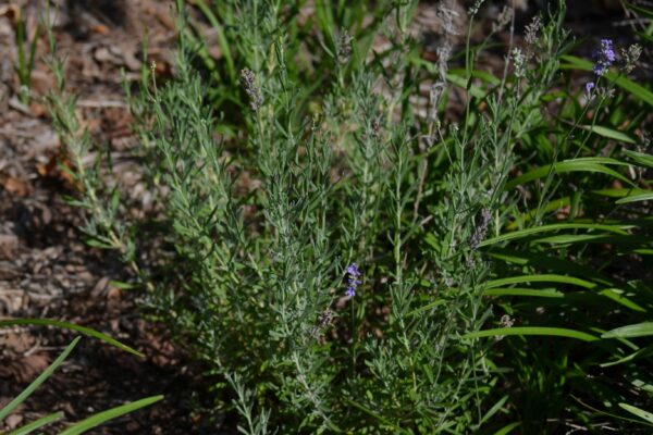 Lavandula angustifolia ′Munstead′ - Flowering Habit (Young)