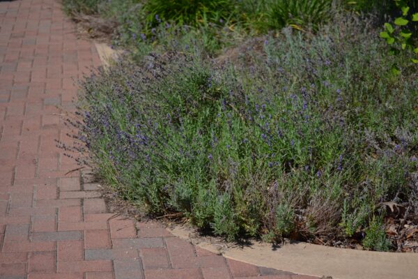 Lavandula angustifolia ′Munstead′ - Flowering Habit