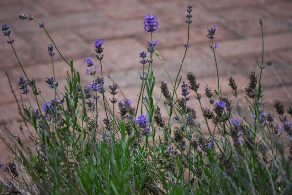 Lavandula angustifolia ′Munstead′ - Flowers and Buds