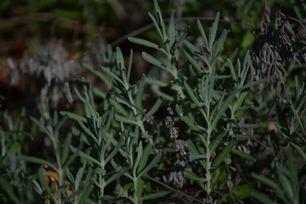 Lavandula angustifolia ′Munstead′ - Foliage