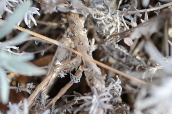 Lavandula angustifolia ′Rosea′ - Bark