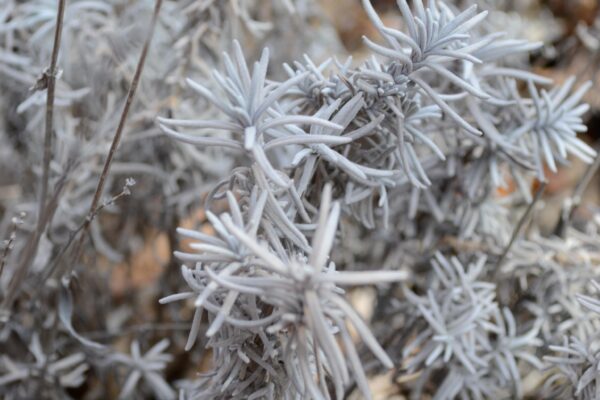 Lavandula angustifolia ′Rosea′ - Dried Foliage